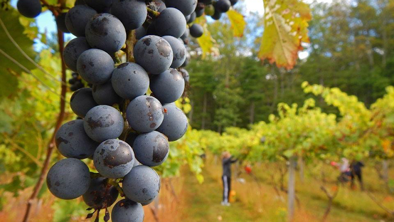Mountain View Vineyard, Winery, Brewery & Distillery